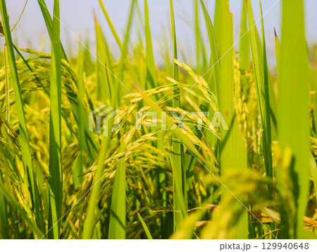Growth rice fields ready for harvest in Agriculture asia 129940648