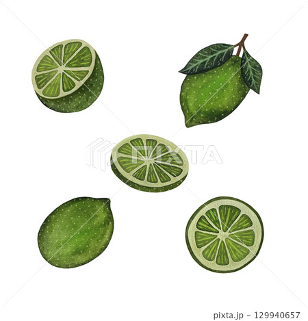 A watercolor illustration featuring a collection of juicy green limes in various forms—whole, halves, wedges, and slices—set against a white background. This fresh and vibrant design is perfect A watercolor illustration featuring a collection of juicy green limes in various forms—whole, halves, wedges, and slices—set against a white background. This fresh and vibrant design is perfect 129940657