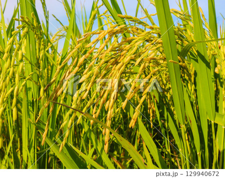 scenery of paddy fields growing ready for harvest. Agriculture southeast asia 129940672