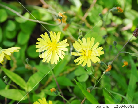 自生するニガナ 自生するニガナ 129940683