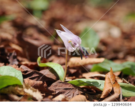 カタクリの花のある風景 129940684