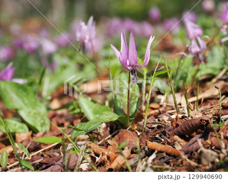 カタクリの花のある風景 カタクリの花のある風景 129940690