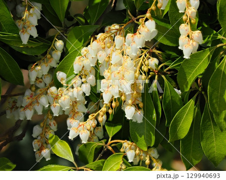 馬酔木のある風景 129940693