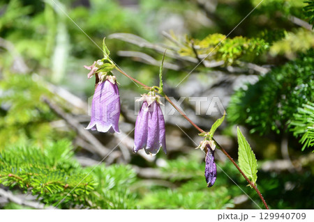 ホタルブクロ Cornish Bellflower ホタルブクロ Cornish Bellflower 129940709