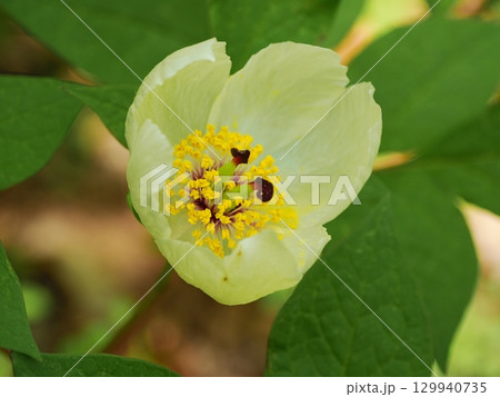 ヤマシャクヤクのある風景 ヤマシャクヤクのある風景 129940735