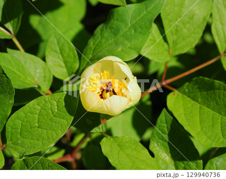 ヤマシャクヤクのある風景 ヤマシャクヤクのある風景 129940736