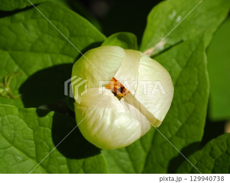 ヤマシャクヤクのある風景 129940738
