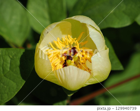 ヤマシャクヤクのある風景 ヤマシャクヤクのある風景 129940739