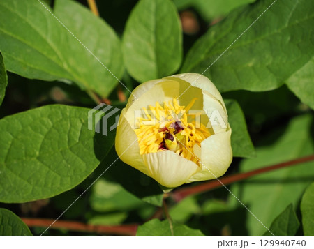 ヤマシャクヤクのある風景 ヤマシャクヤクのある風景 129940740
