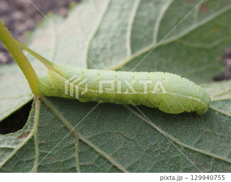 ブドウの葉を食べ、丸々と太ったイモムシ（20250818170853） 129940755