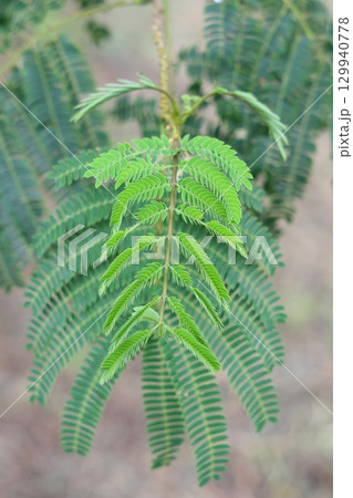 鮮やかな緑のネムノキの葉 129940778