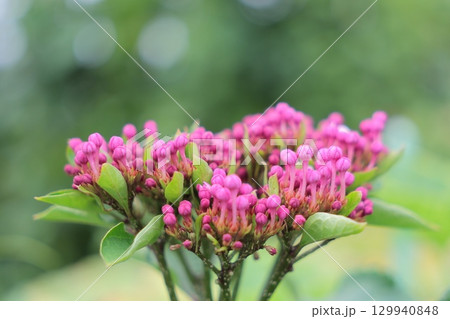 濃いピンク色のかわいい蕾 129940848