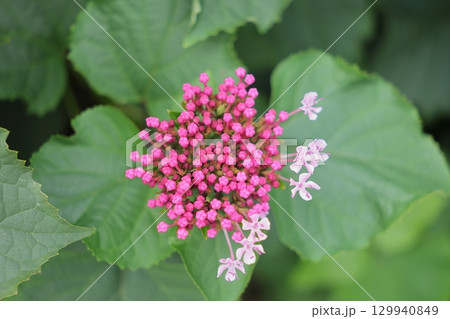 濃いピンク色のかわいい蕾 濃いピンク色のかわいい蕾 129940849