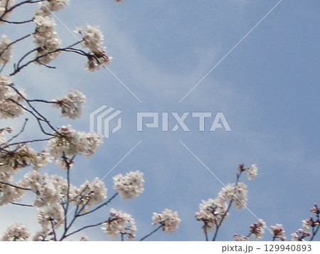 桜ボケ背景-25 桜ボケ背景-25 129940893