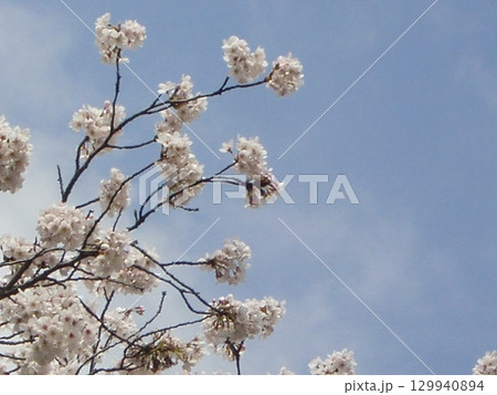 桜ボケ背景-26 桜ボケ背景-26 129940894
