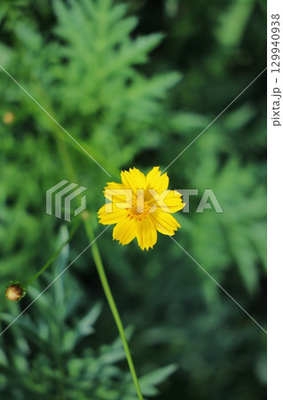 黄色い花 129940938