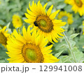 蜂の仕事 129941008