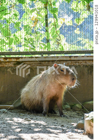 日向ぼっこをするカピバラ A capybara basking in the sun 日向ぼっこをするカピバラ A capybara basking in the sun 129941018