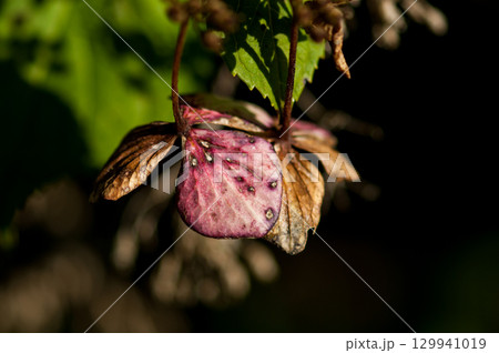 終の紫陽花 終の紫陽花 129941019