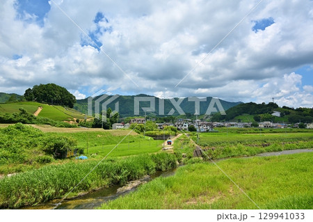 夏の和束の茶畑 京都 夏の和束の茶畑 京都 129941033