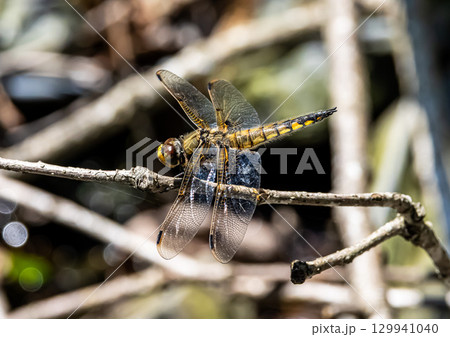 枝にとまるヨツボシトンボ 枝にとまるヨツボシトンボ 129941040