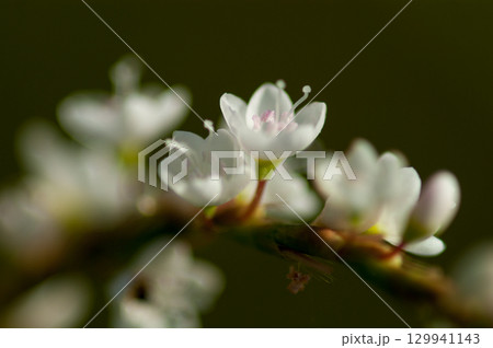 信濃川・やすらぎ堤の白花桜蓼(しろばなさくらたで) 129941143