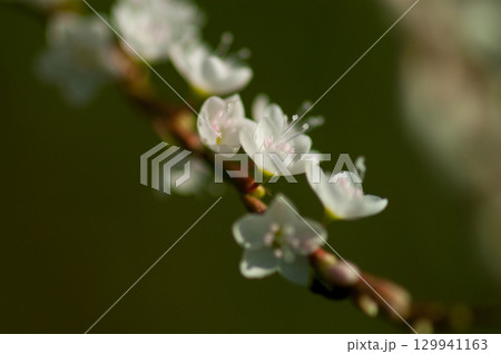 信濃川・やすらぎ堤の白花桜蓼(しろばなさくらたで) 129941163
