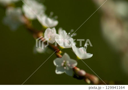 信濃川・やすらぎ堤の白花桜蓼(しろばなさくらたで) 129941164