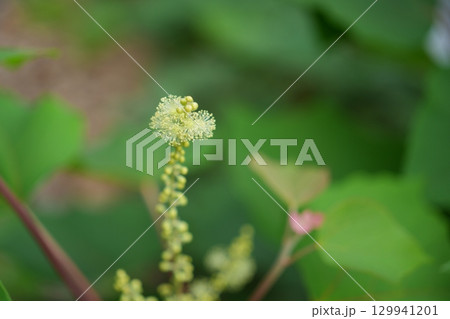 アカメガシワの花 アカメガシワの花 129941201