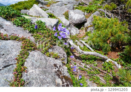 イワギキョウ 129941203