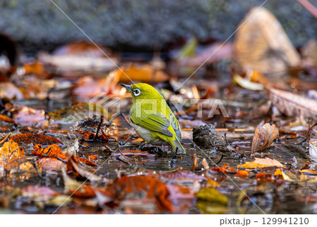 水浴びをするメジロ 129941210
