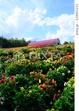 丘公園のバラ園 丘公園のバラ園 129941221