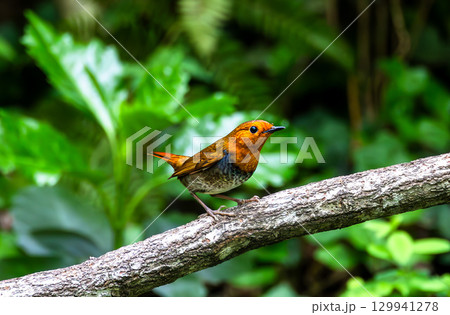 枝に止まるコマドリ 129941278