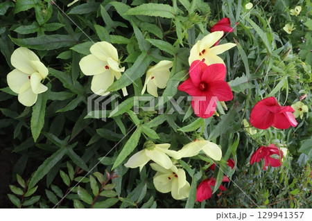 swamp rose mallow flower plant on farm swamp rose mallow flower plant on farm 129941357