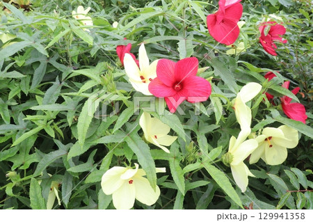 swamp rose mallow flower plant on farm swamp rose mallow flower plant on farm 129941358