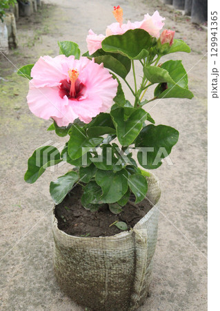Shoeblackplant flower plant on nursery Shoeblackplant flower plant on nursery 129941365