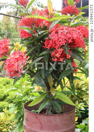 Chinese ixora flower plant on farm Chinese ixora flower plant on farm 129941373