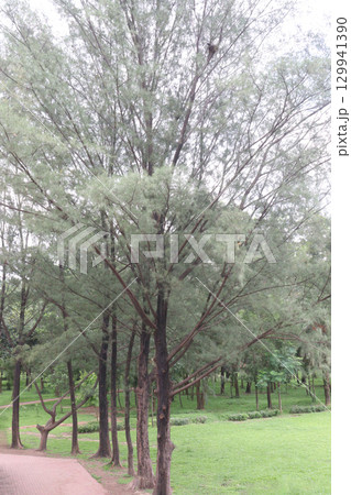 Casuarina Equisetifolia Plant on nursery Casuarina Equisetifolia Plant on nursery 129941390