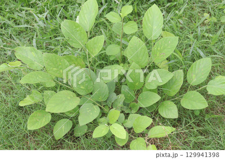pleurolobus gangeticus flower and medicinal plant 129941398