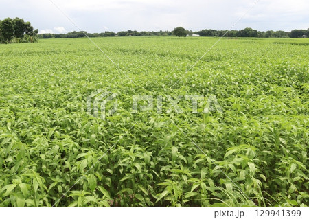 jute tree plant on farm for harvest 129941399