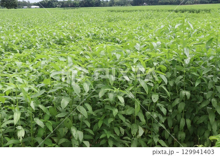 jute tree plant on farm for harvest jute tree plant on farm for harvest 129941403