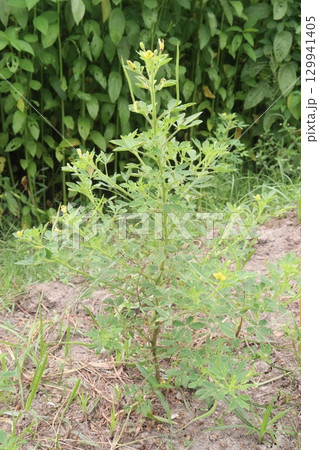 cleome rutidosperma leaf plant on farm cleome rutidosperma leaf plant on farm 129941405
