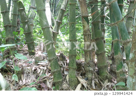 bamboo stock on farm for sell 129941424