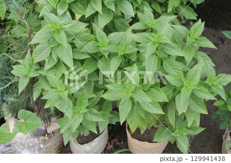 Lemon basil plant on farm 129941438