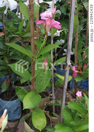 brazilian jasmine flower plant on nursery brazilian jasmine flower plant on nursery 129941439
