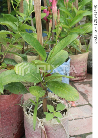 brazilian jasmine flower plant on nursery brazilian jasmine flower plant on nursery 129941440
