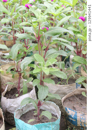 Globe amaranth flower plant on nursery Globe amaranth flower plant on nursery 129941441