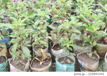 Globe amaranth flower plant on nursery 129941442