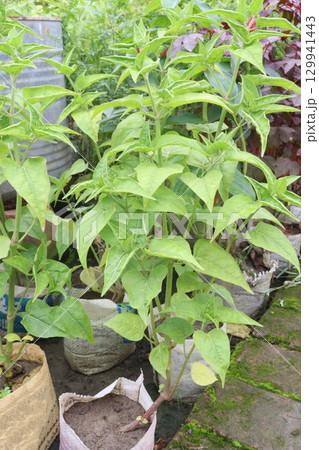 mirabilis jalapa Flower With Green tree 129941443