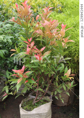 Eugenia leaf plant on nursery 129941444